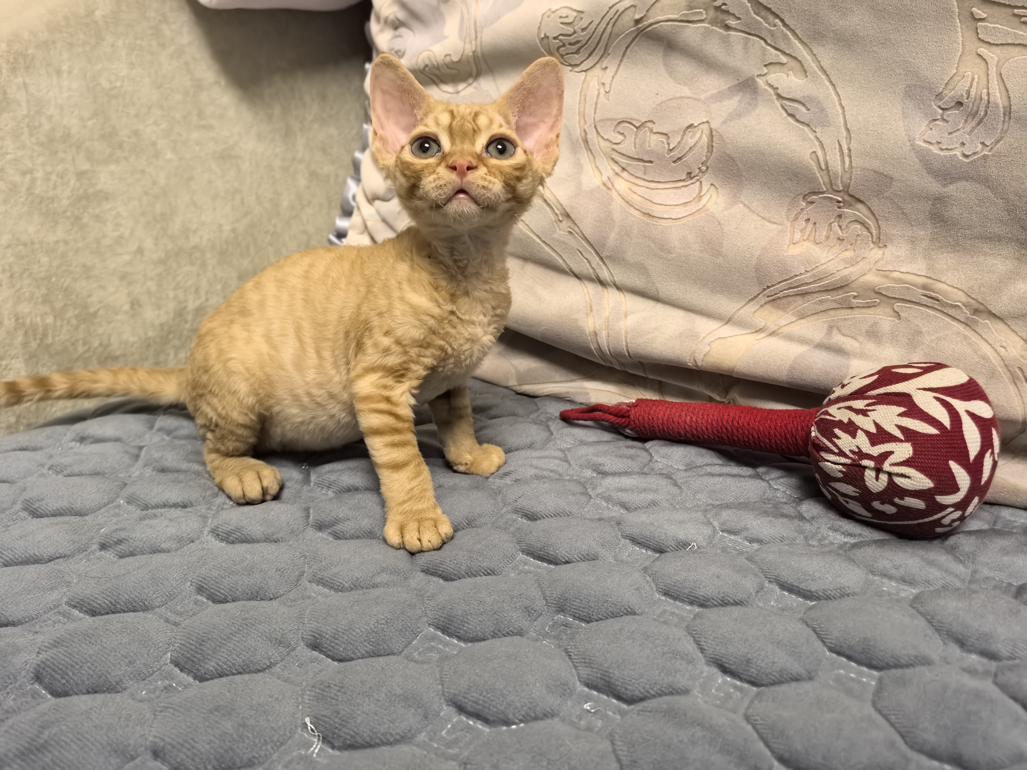 德文卷毛猫